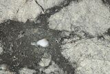 Eucrite Meteorite Slice ( g) - From Vesta Minor-Planet #266497-1